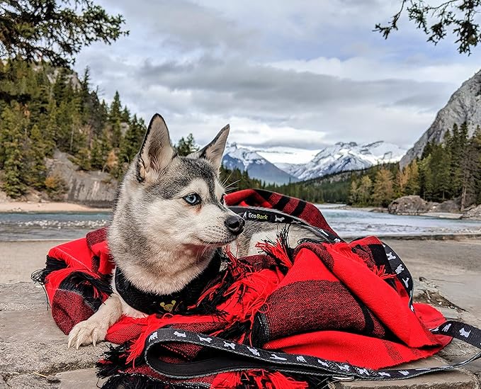 EcoBark Dog Leash - Soft & Reflective Comfort Training Leashes with Padded Handle - Strong Durable Heavy Duty - Training and Pulling for Small, Medium or Large Dogs (Black)