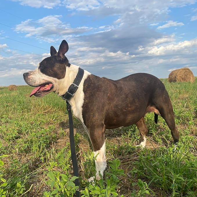 ADITYNA Heavy Duty Leather Dog Collar for Large Dogs - Soft and Strong Black Leather Collar for Walking and Training (Large: Fit 17" - 23" Neck, Black)