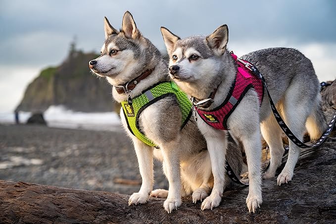 EcoBark Step in Dog Harness - Eco-Friendly Teacup Dog Harnesses for XXS, XS, and Small Dogs - Reflective and Adjustable Mini Body Halter Vest -Tiny Soft Mesh Toy Breed Harness (Neon Green, XXS)