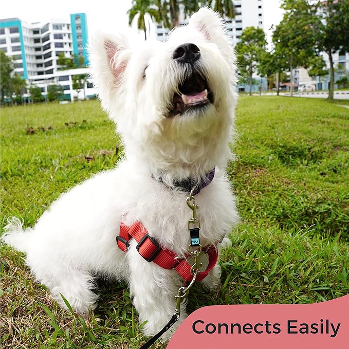 Gentle Creatures Collar Companion - Mini to Small Dogs Collar Backup Clip for Dog Harness, Prong Collar, Pinch Collar, Gentle Lead - Double Ended Backup Clasp - Harness to Collar Safety Clip