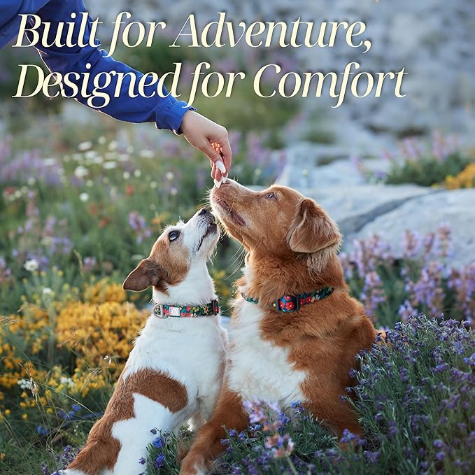 Small Dog Collar with Reflective Logo and Soft Padded Neoprene,Floral Print Design, Adjustable,Lightweight & Durable, Neck Size 9’’-14’’ (Floral, S)