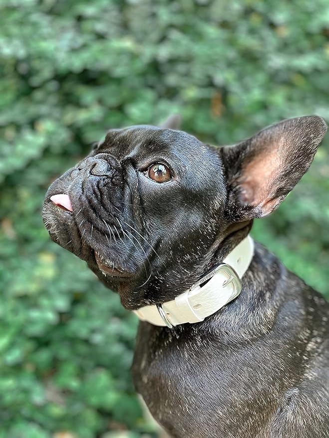 Tuff Pupper Classic Heavy Duty Dog Collar | 10x Stronger Than Leather | 100% Waterproof & Odor Proof Dog Collar | Tough Rust-Proof All Metal Hardware