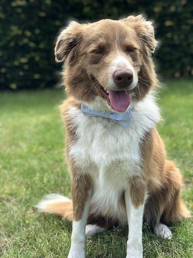 Unique Style Paws Pet Soft &Comfy Bowtie Dog Collar and Cat Collar Pet Gift for Dogs and Cats 6 Size and 7 Patterns