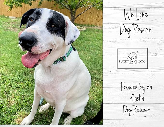 Lucky Love Dog Collar and Leash Set, Beautiful & Vivid Patterns, Easy On & Off Clasp Accessory (Blue Laguna, L Combo)