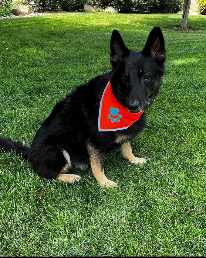 Orange Dog Bandana. Hi-Visibility Reflective Blaze Orange Bandana for Large and Small Pets. Safety Accessories for Walking, Camping, and Off Leash Exploration.