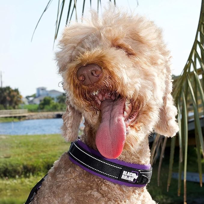 Black Rhino - The Comfort Collar Ultra Soft Neoprene Padded Dog Collar for All Breeds, Dog Collars for Large Dogs - Heavy Duty Adjustable Reflective Weatherproof (Small, Purple/Bl)