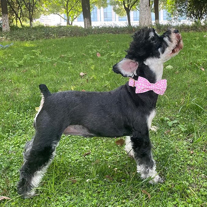 Summer Dog Collar With Bow Tie, Cotton Cute Bowtie for X-Large Boy Girl, Comfortable Blue With Metal Buckle, XL
