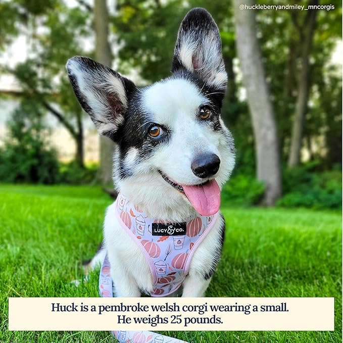 Lucy & Co. Cute Reversible Dog Harness Walking Halter - Best Designer Pet Harnesses for XS - XL Dogs - Padded Adjustable Vest for Easy Walking (X-Small, Awesomely Autumn - White & Orange Pumpkins)