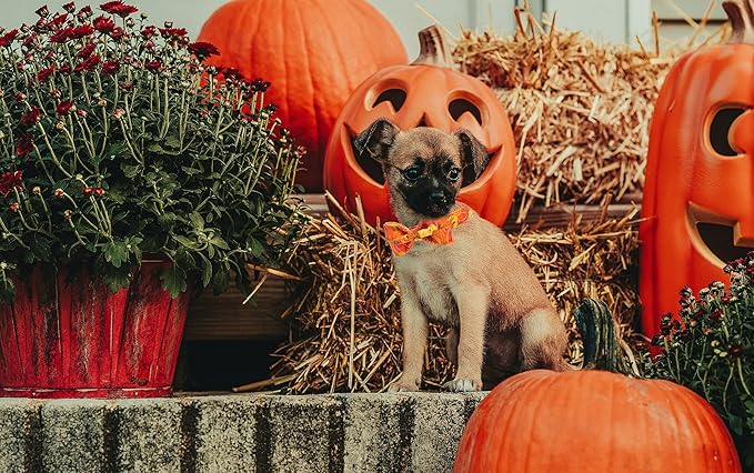 Unique style paws Halloween Dog Collar, Pumpkin Pet Collar Dog Bowtie Gift for Girl or Boy Dogs, Adjustable Dog Collar for Large Dogs