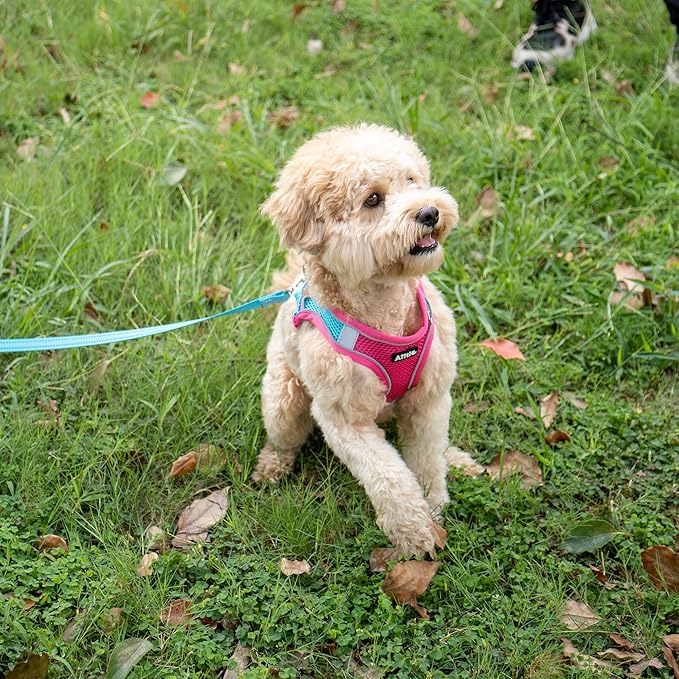 AIITLE Step in Dog Harness and Leash Set - Spring No Pull Escape Proof Vest Harnesses with Soft Mesh and Reflective Bands, Adjustable Pet Outdoor Harnesses for Small and Medium Dogs Hot Pink M