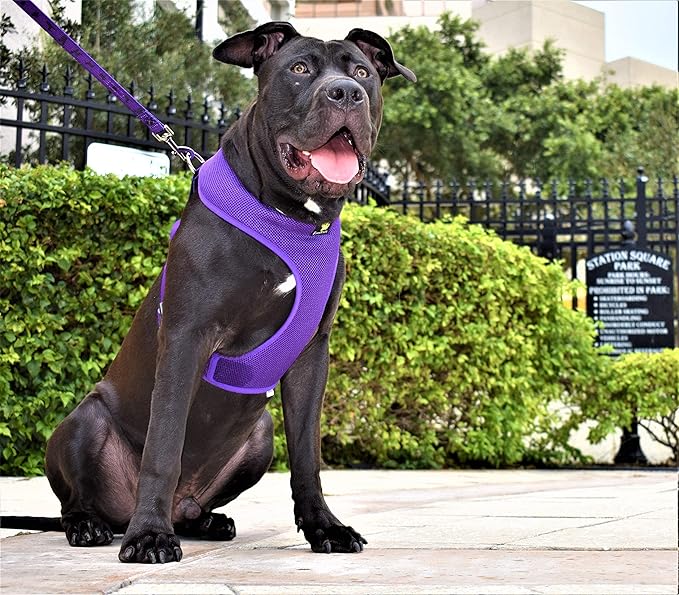 Classic Dog Harness Innovative Mesh No Pull No Choke Design Soft Double Padded Breathable Vest for Eco-Friendly Easy Control Walking For Large Puppies Full size breeds & Extra Large Dogs (XXL, Purple)