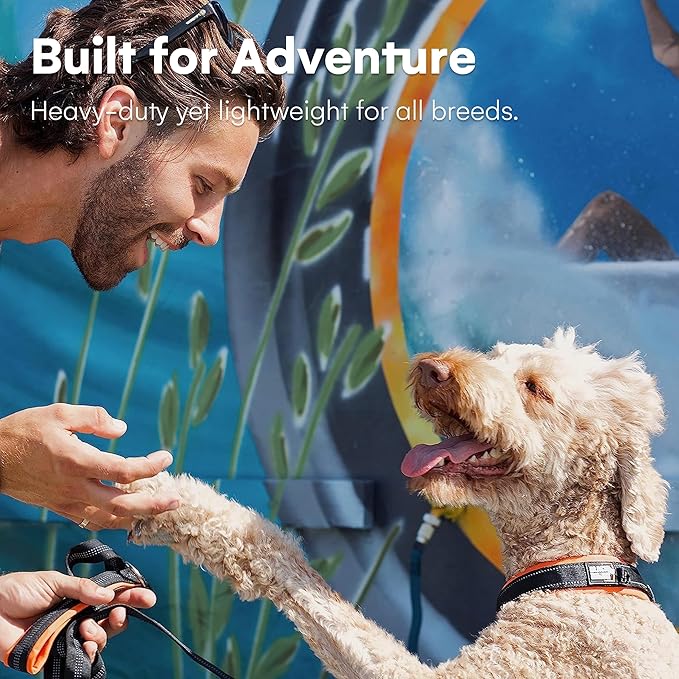 Black Rhino - The Comfort Collar Ultra Soft Neoprene Padded Dog Collar for All Breeds - Heavy Duty Adjustable Reflective Weatherproof (Small, Orange/Bl)