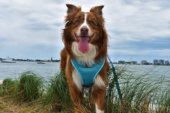 Classic Dog Harness Innovative Mesh No Pull No Choke Design Soft Double Padded Breathable Vest for Eco-Friendly Easy Control Walking for Large Puppies Full Size Breeds & Extra Large Dogs (XXL, Blue)