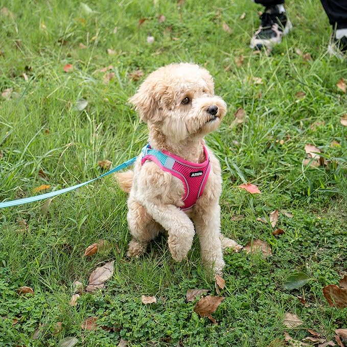 AIITLE Dog Harness, Spring No-Pull Cat Harness with a Leash, Adjustable Reflective Dog Vest, Cat Harness Escape Proof, Outdoor Walking, Camping for Extra Small Dogs and House Cats Hot Pink XXXS