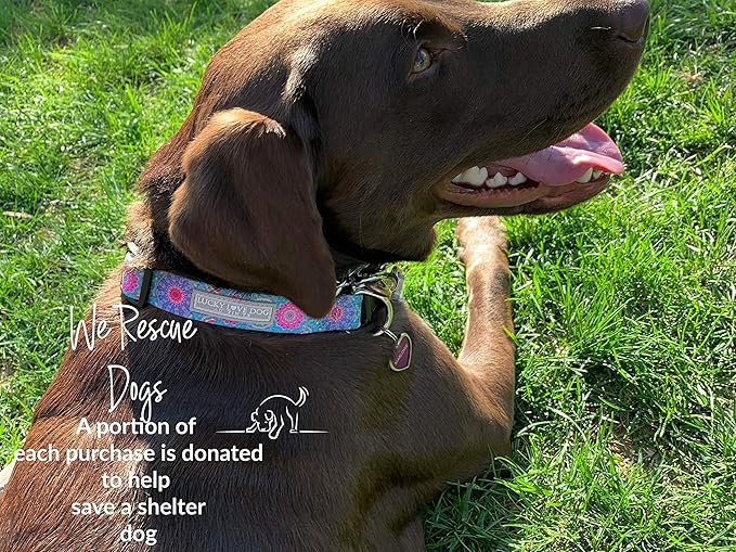 Lucky Love Dog, Boho Chic Matching Dog Collar and Leash Set, Vivid Pink and Turquoise Collar and Leash for Dogs, Soft, Adjustable, Safe for Training and Walking - (X-Small, Clara Combo)