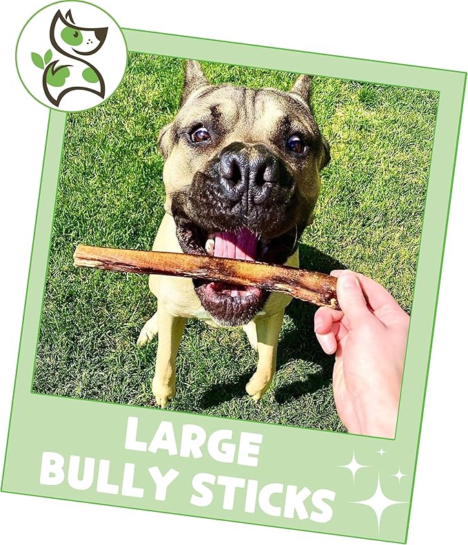 Nature Gnaws Large Bully Sticks for Dogs 5-6" (3 Count) - Thick Long Lasting for Aggressive Chewers and Large Dogs - Natural Beef Dog Chew Bones