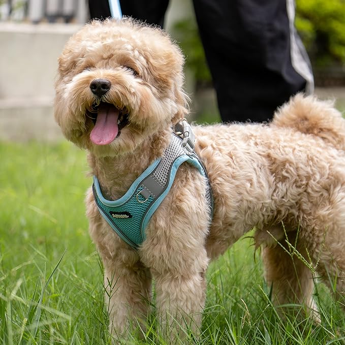 AIITLE Escape Proof Dog Harness - Step in Adjustable Dog Harness No Choke Over with Breathable Mesh and Quick-Release Buckle for Spring- Outdoor Walking, Camping, Training for Medium Dogs Blue XL