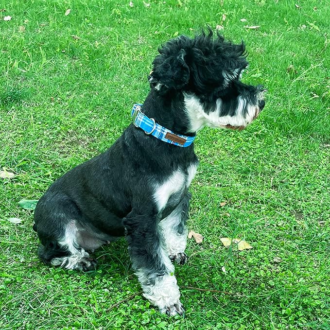 Unique Style Paws Metal Buckle Blue Plaid Collar - Durable & Cute for Small to Large Dogs