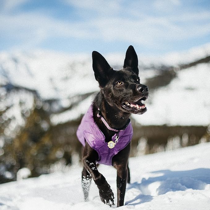 Kurgo Loft Dog Jacket, Reversible Winter Coat for Dogs, Wear with Harness or Sweater, Water Resistant, Reflective, for Small Medium Large Pets (Deep Violet, S)
