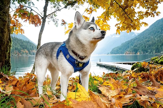 EcoBark Step in Dog Harness - Reflective Soft Luxurious Mesh Dog Harnesses for Small and Medium Breed Dogs - Eco-Friendly Comfort Secure Halter No Pull Adjustable Pet Vest (Royal Blue, XL)